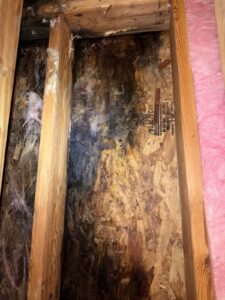 Dark mold staining spread across OSB sheathing between wood studs, with pink insulation pulled aside
