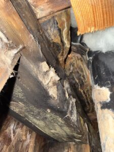 Close-up of dark mold staining and white fuzzy growth on wood framing next to a black plastic drain pipe and insulation